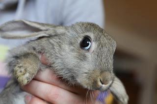 A captured rabbit