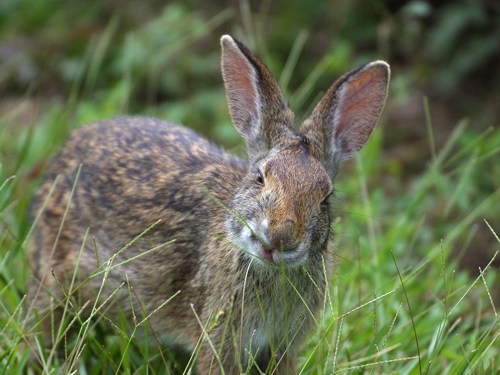 A hary hare