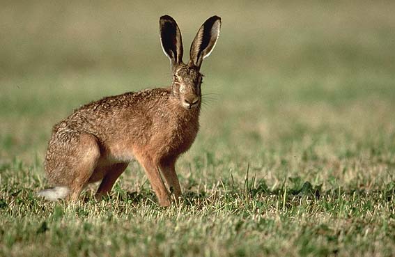 A hare in the field