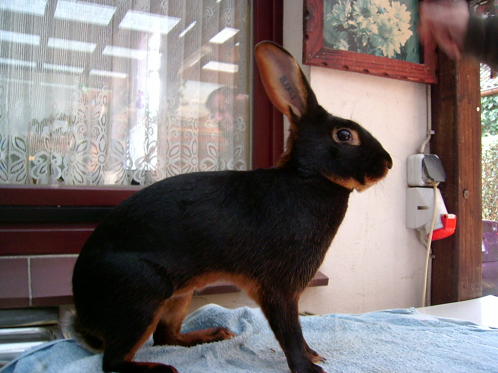 A Belgian Hare