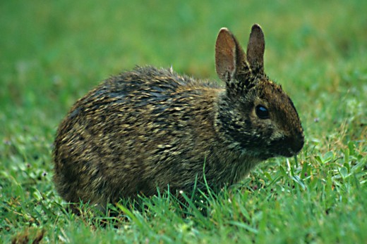 A small and stalky Florida marsh rabbit
